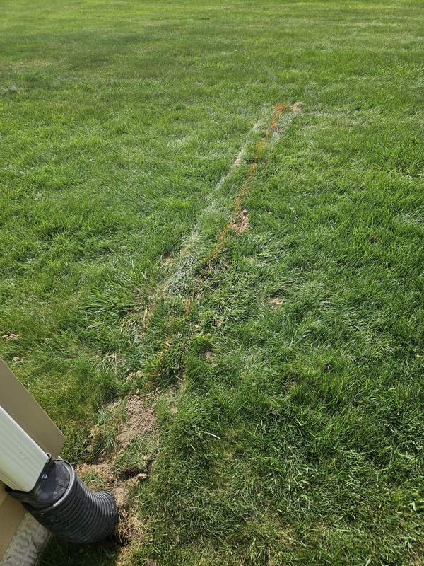 Lawn growing back in over a buried drain line that runs out from a downspout adapter