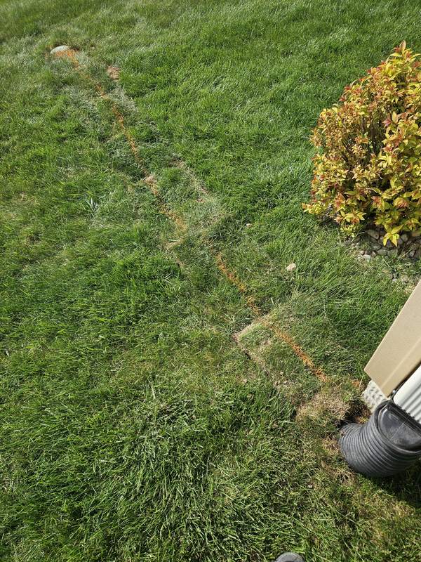 Orange-marked drain line running across a lawn from a downspout next to a shrub, with the sod laid back